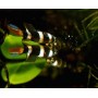 Epiplat.annulatus M Tandkarper M - Pseudoplaty annulatus Maat M
